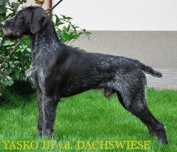 На чому побудована селекція німецького дратхаара.