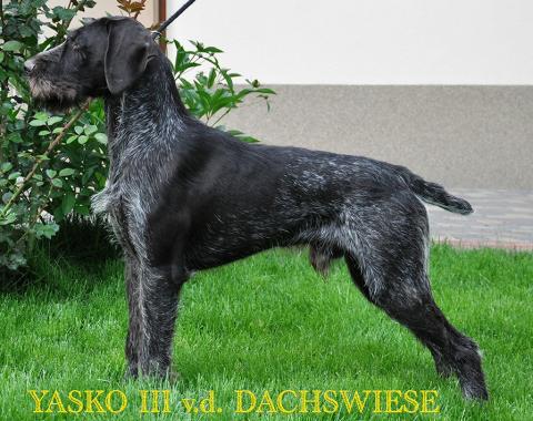 На чому побудована селекція німецького дратхаара.