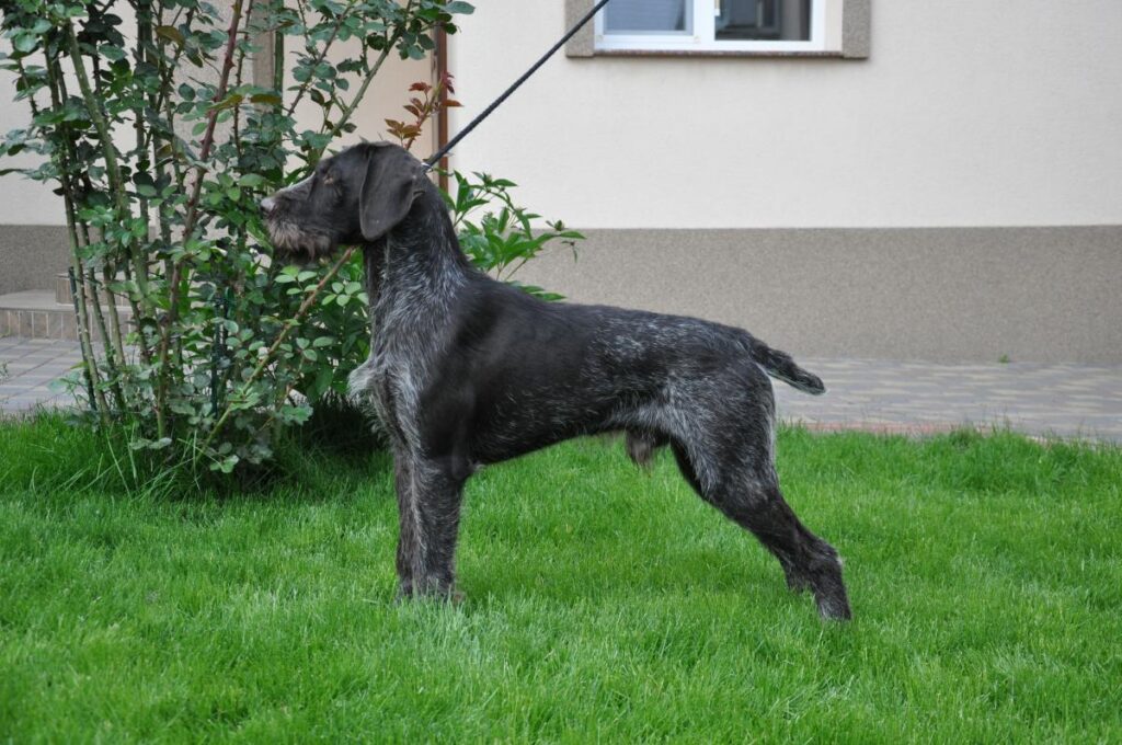 Yasko III v.d. Dachswiese у полі