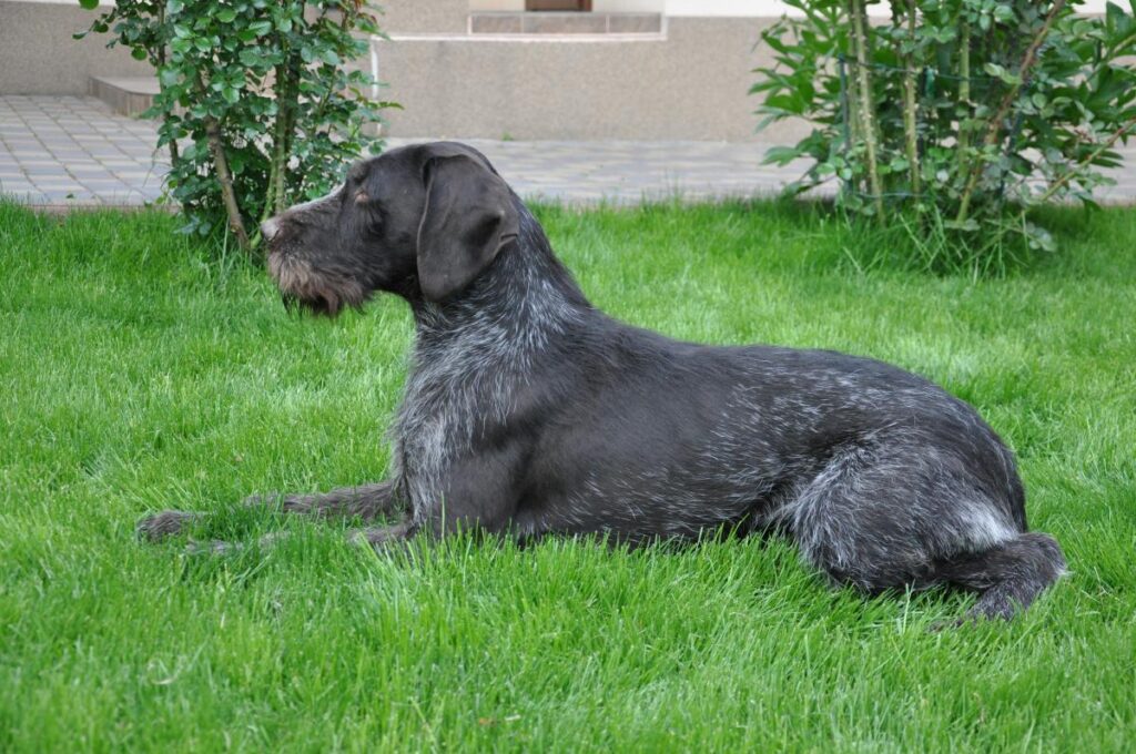 Yasko III v.d. Dachswiese на робочих випробуваннях