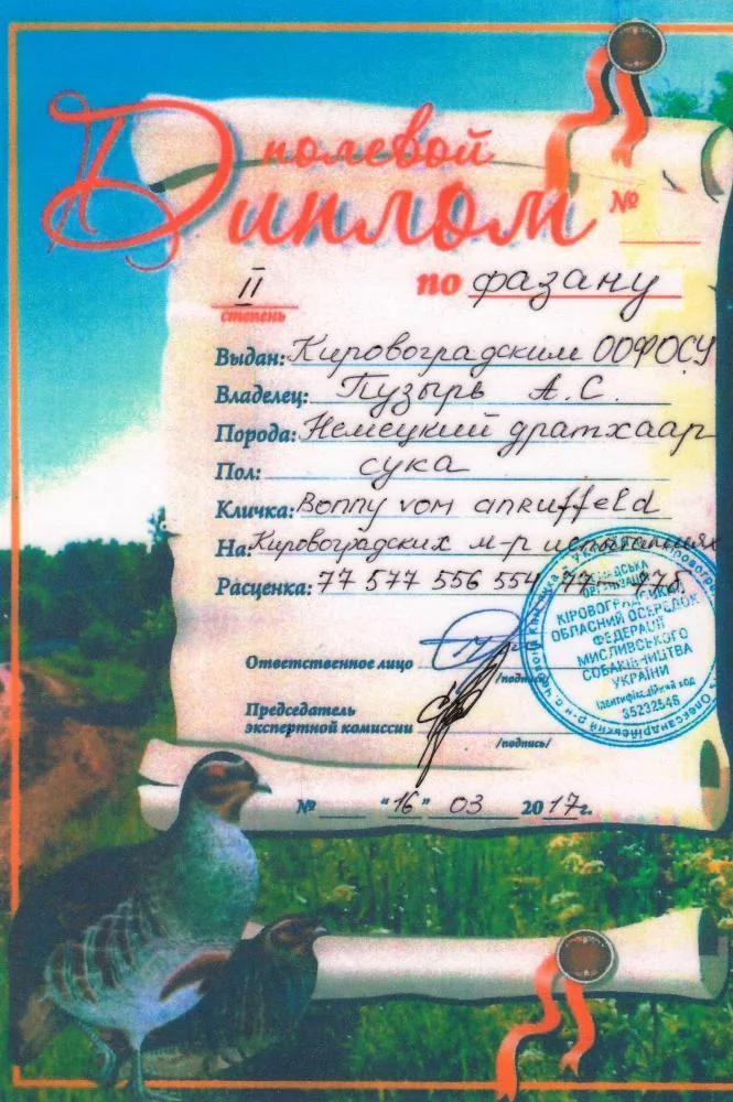 Польовий диплом по фазану — Bonny vom Anruffeld