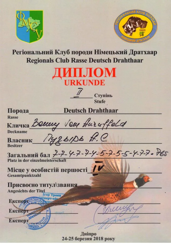 Диплом II ступеня по фазану — Bonny vom Anruffeld
