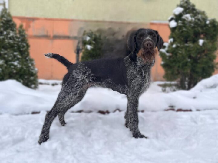 Dana vom Jagdgewinner — племінна сука